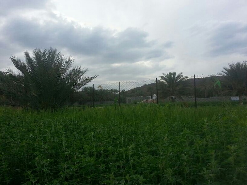     . 

:	uploadfromtaptalk1394797586623.jpg 
:	66 
:	70.1  
:	10394