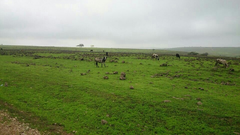     . 

:	uploadfromtaptalk1405539162221.jpg 
:	119 
:	88.0  
:	14686