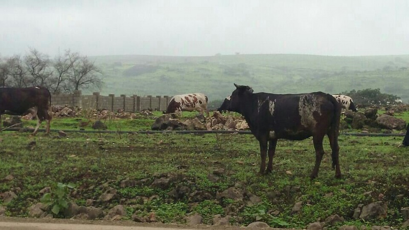     . 

:	uploadfromtaptalk1405539170219.jpg 
:	138 
:	93.4  
:	14687