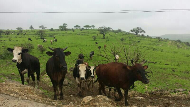 :	uploadfromtaptalk1405539254434.jpg
: 384
:	72.1 