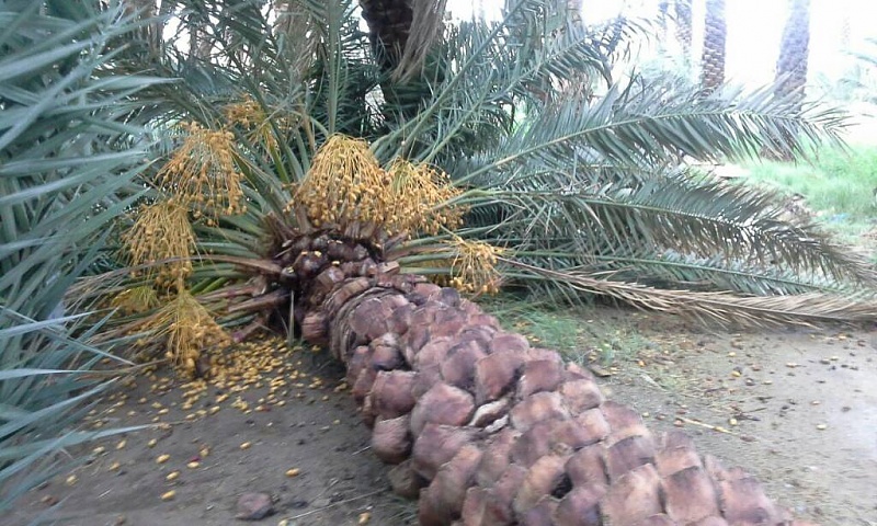     . 

:	uploadfromtaptalk1433615654155.jpg 
:	115 
:	118.8  
:	22346