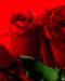   Narges